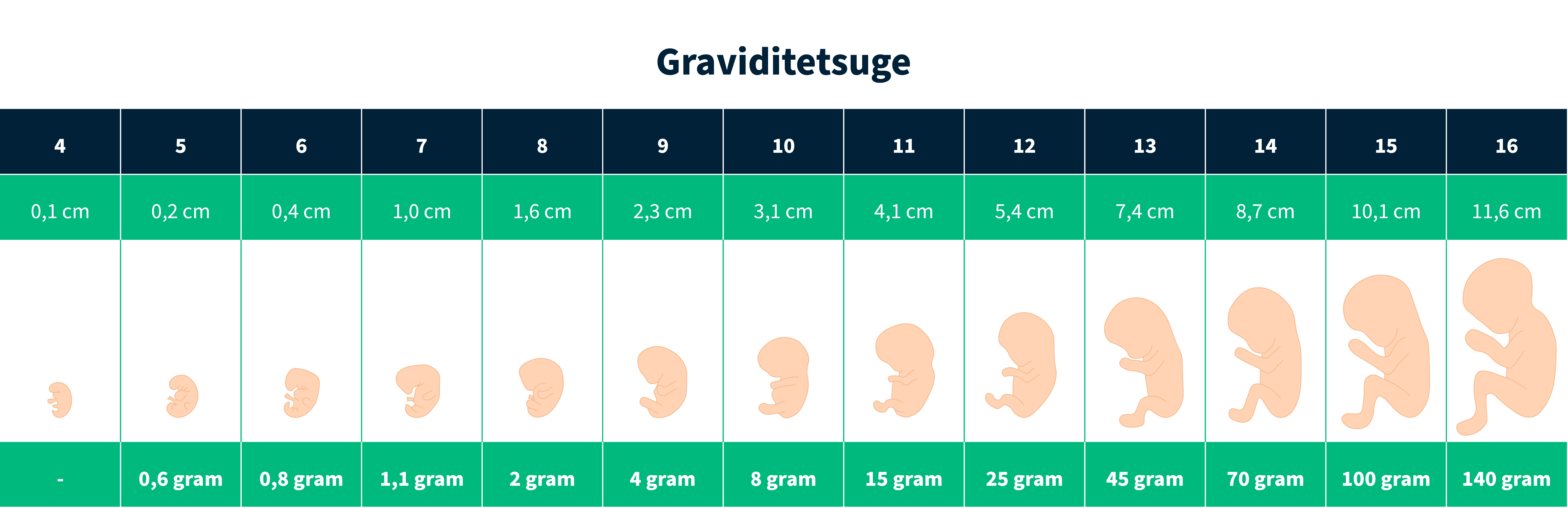 Illustration af fosterstadier